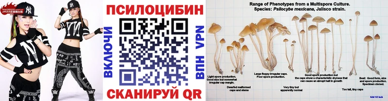 Галлюциногенные грибы Psilocybe  Купить где  Осташков 